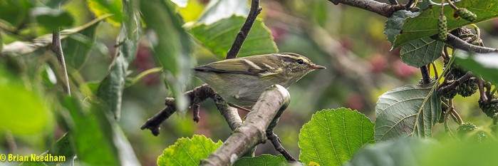 Yellow-browed Warbler