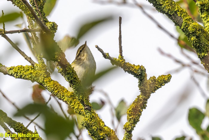 Yellow-browed Warbler