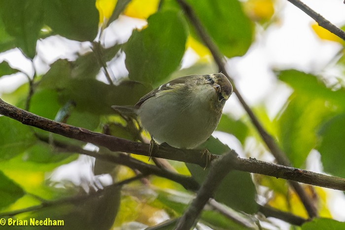 Yellow-browed Warbler