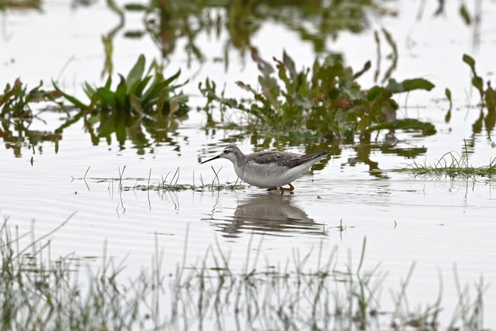 Wilson's Phalarope