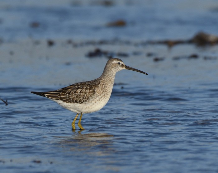 Stilt Sandpiper