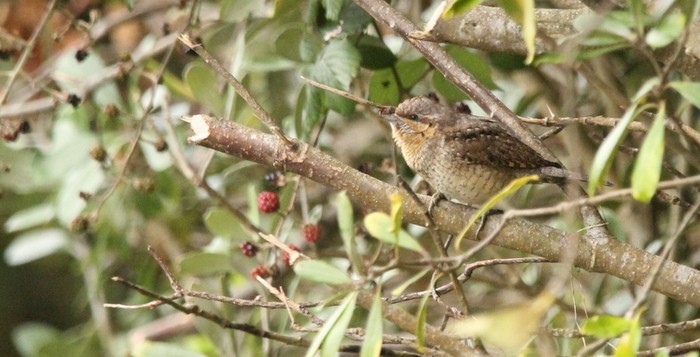 Wryneck