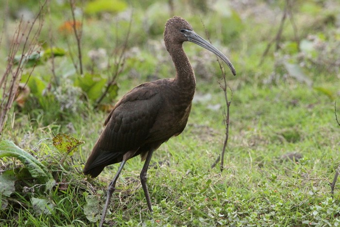 Glossy Ibis
