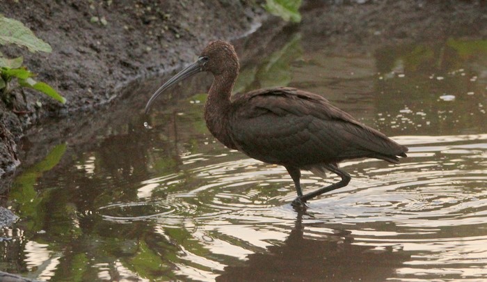 Glossy Ibis