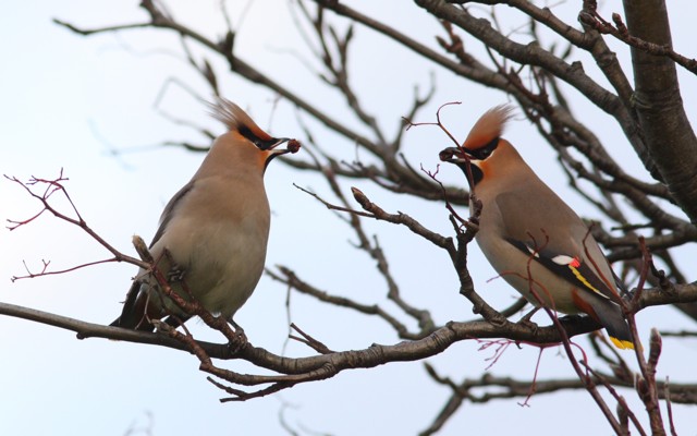 Waxwing