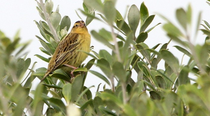 Bobolink