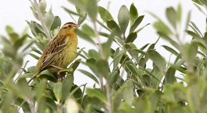 Bobolink