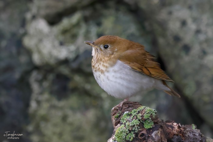 Veery