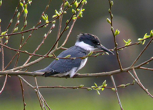 Belted Kingfisher