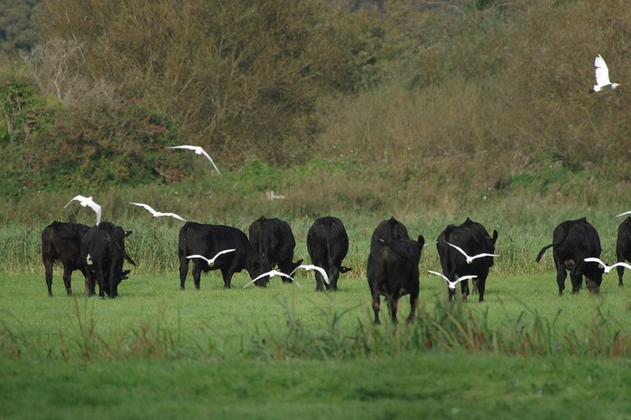 Cattle Egret