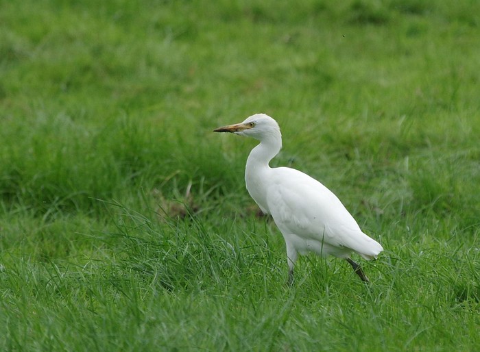 Cattle Egret