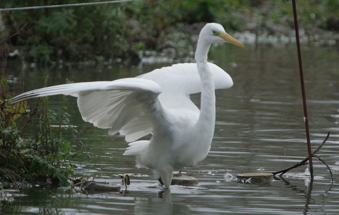 Great White Egret