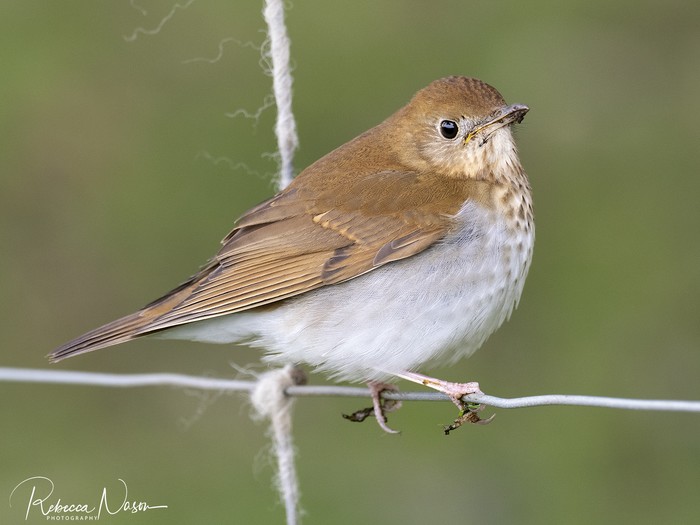 Veery