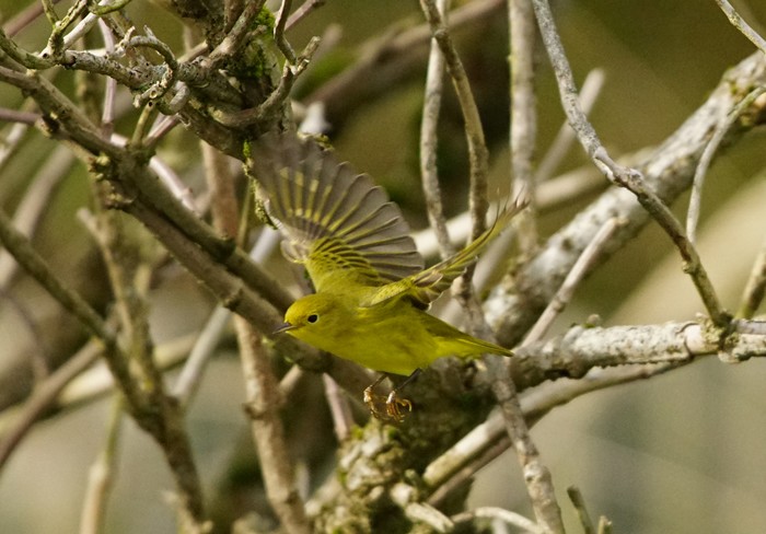 Yellow Warbler