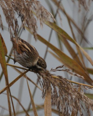 Reed Bunting