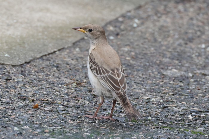Rose-coloured Starling