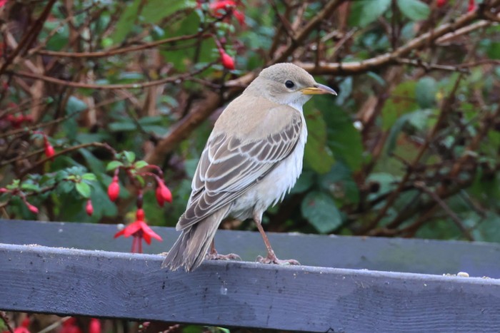 Rose-coloured Starling