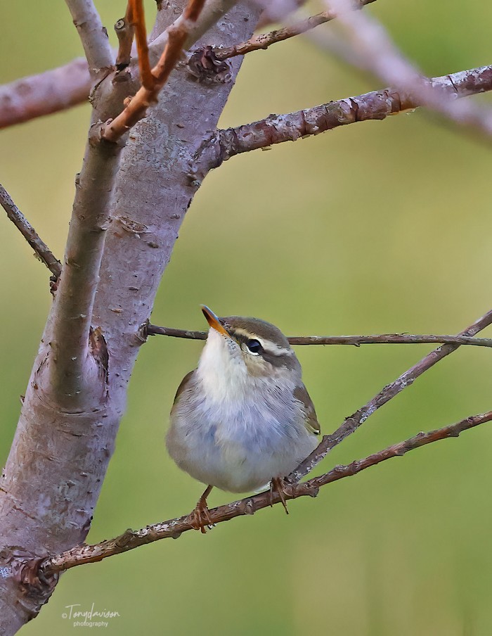 Arctic Warbler