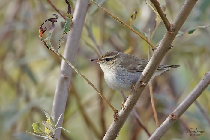 Arctic Warbler