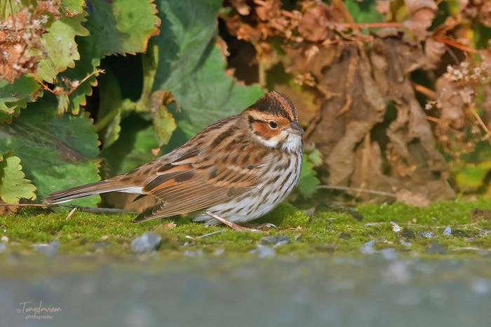 Little Bunting