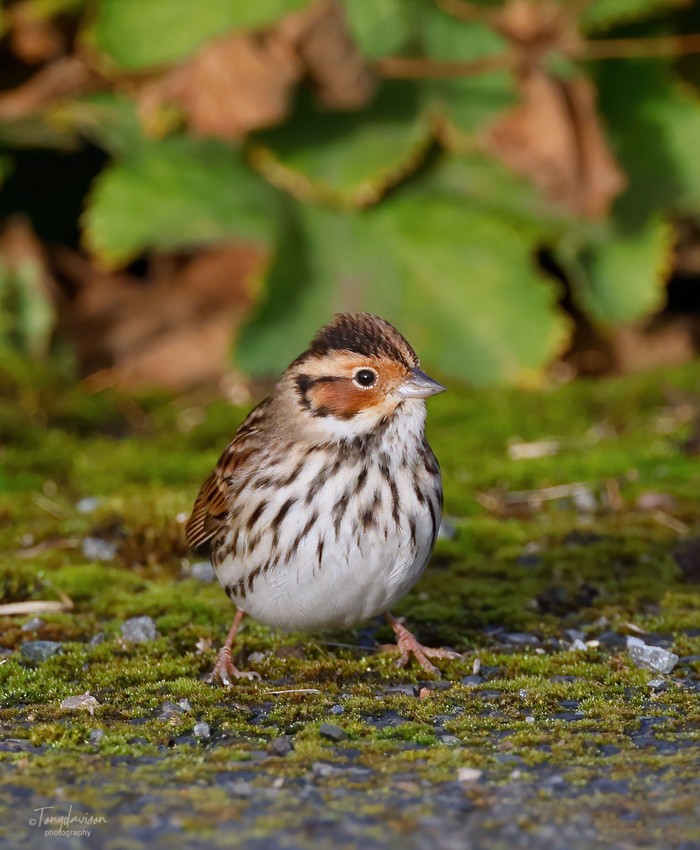 Little Bunting