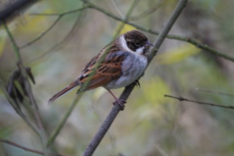 Reed Bunting