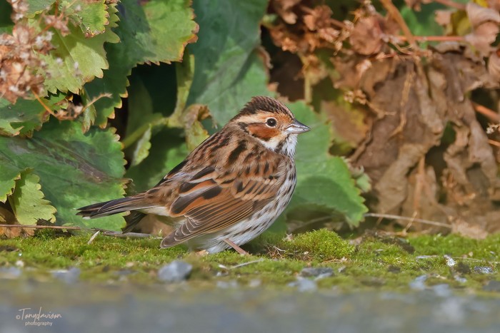 Little Bunting