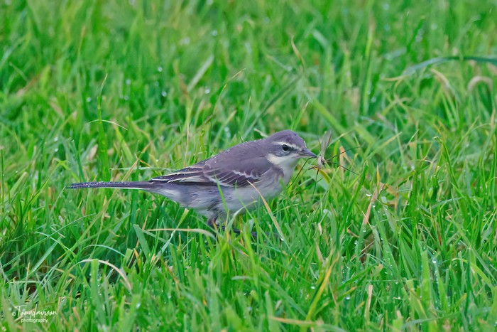 Eastern Yellow Wagtail