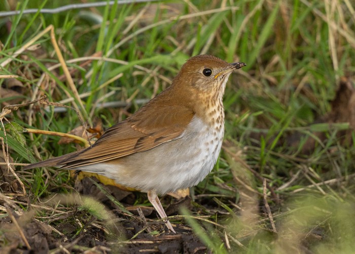 Veery