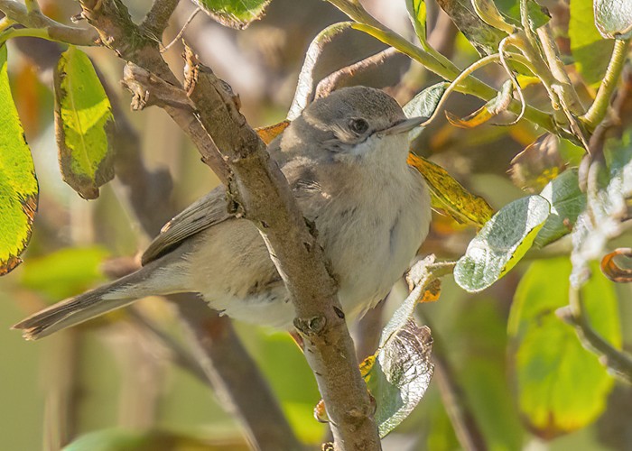 Eastern Subalpine Warbler