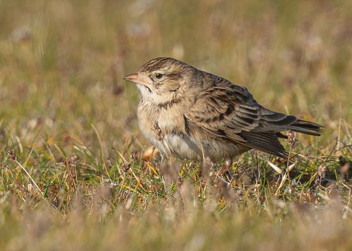 Short-toed Lark