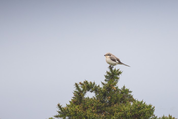 Lesser Grey Shrike