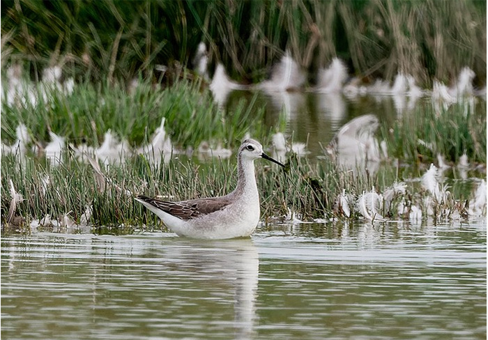 Wilson's Phalarope