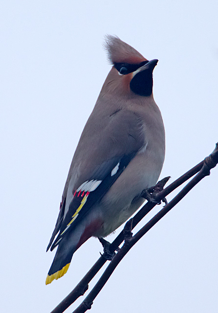 Waxwing