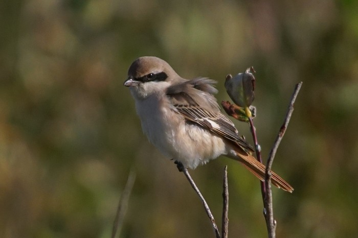 Turkestan Shrike
