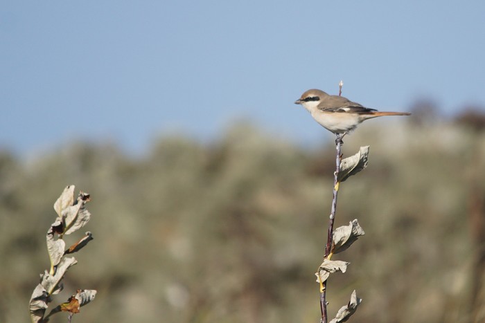 Turkestan Shrike