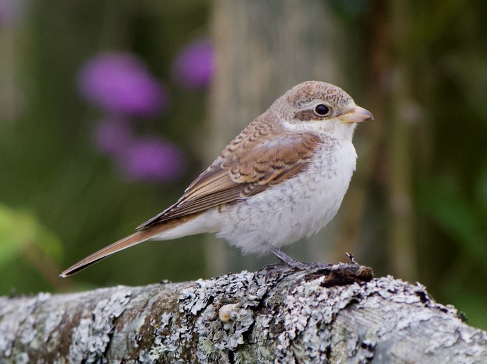 Red-backed Shrike