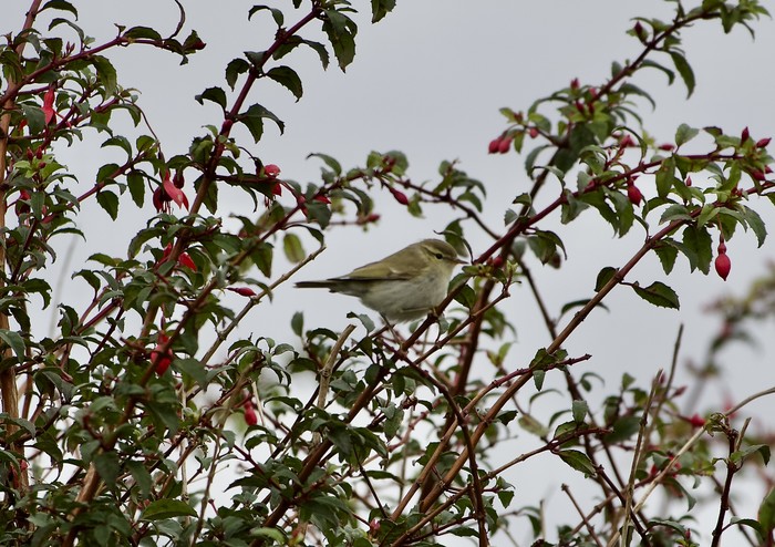 Greenish Warbler