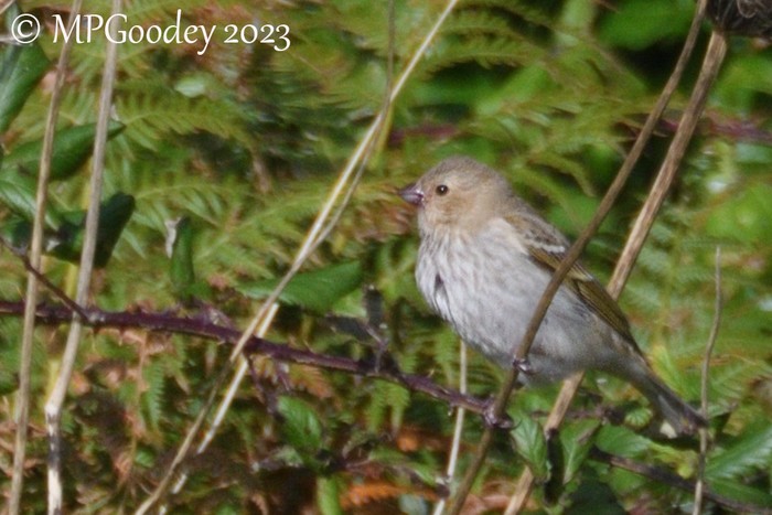 Common Rosefinch