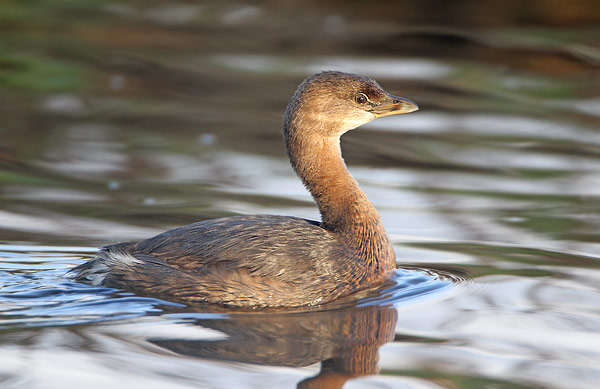 Pied-billed Grebe