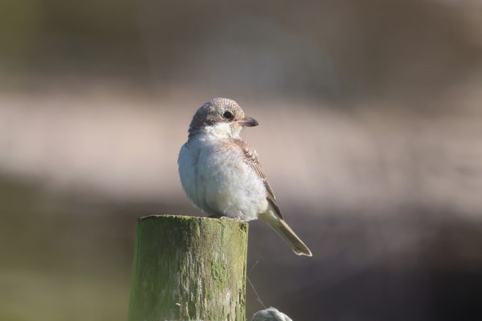 Woodchat Shrike