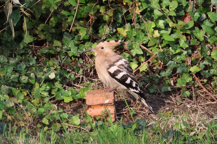 Hoopoe