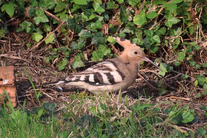 Hoopoe
