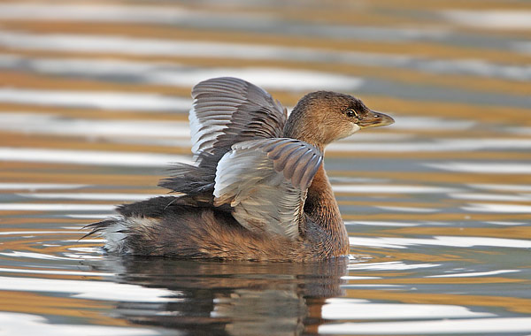 Pied-billed Grebe