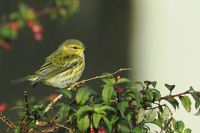 Cape May Warbler