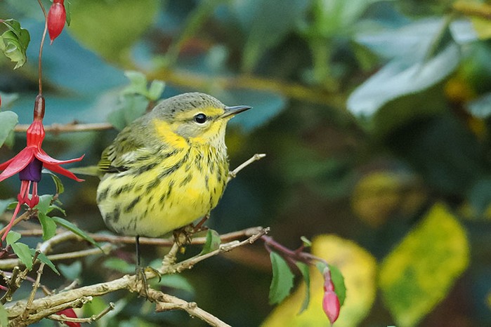 Cape May Warbler