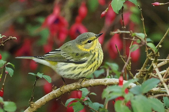 Cape May Warbler