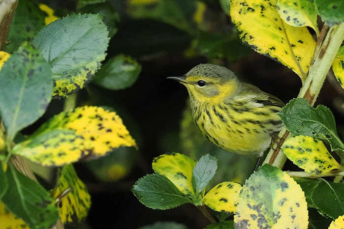 Cape May Warbler