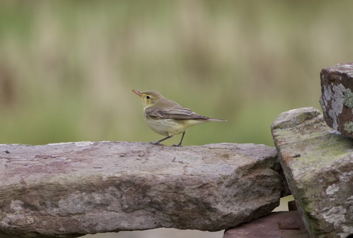 Icterine Warbler