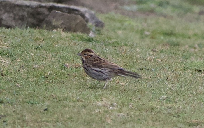 Little Bunting